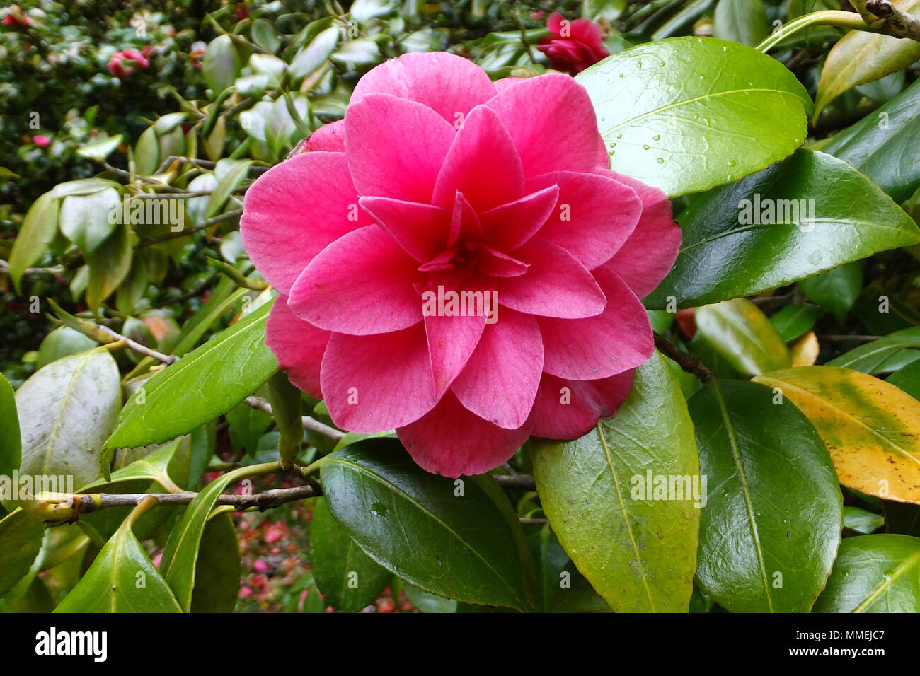 Pink Japanese Camellia Flower Stock Photo