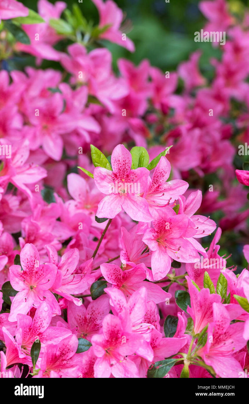 Rhododendron Indicum 'Kin no sai' flowering in spring. UK. Flowering Azalea  Stock Photo - Alamy