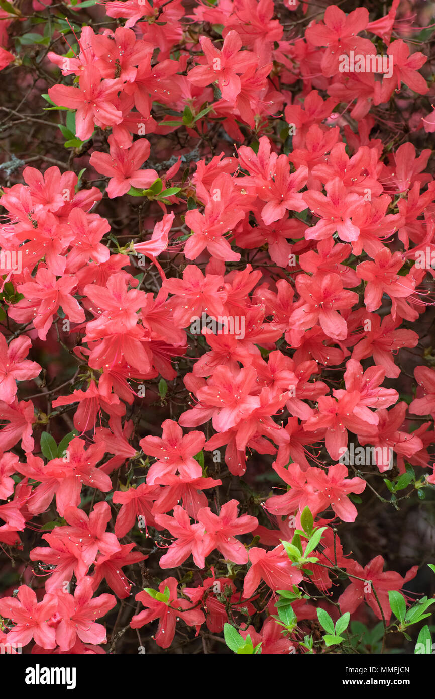 Rhododendron ‘Kaempferi’. Torch or Kaempfer azalea flowering in spring. UK Stock Photo