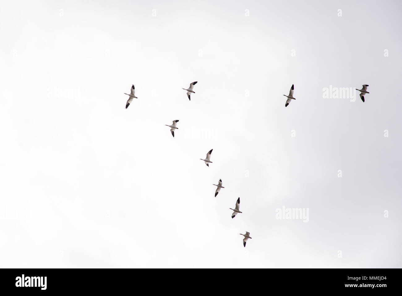 Snow goose migration at April in Baie-du-Febvre, Quebec Canada Stock Photo