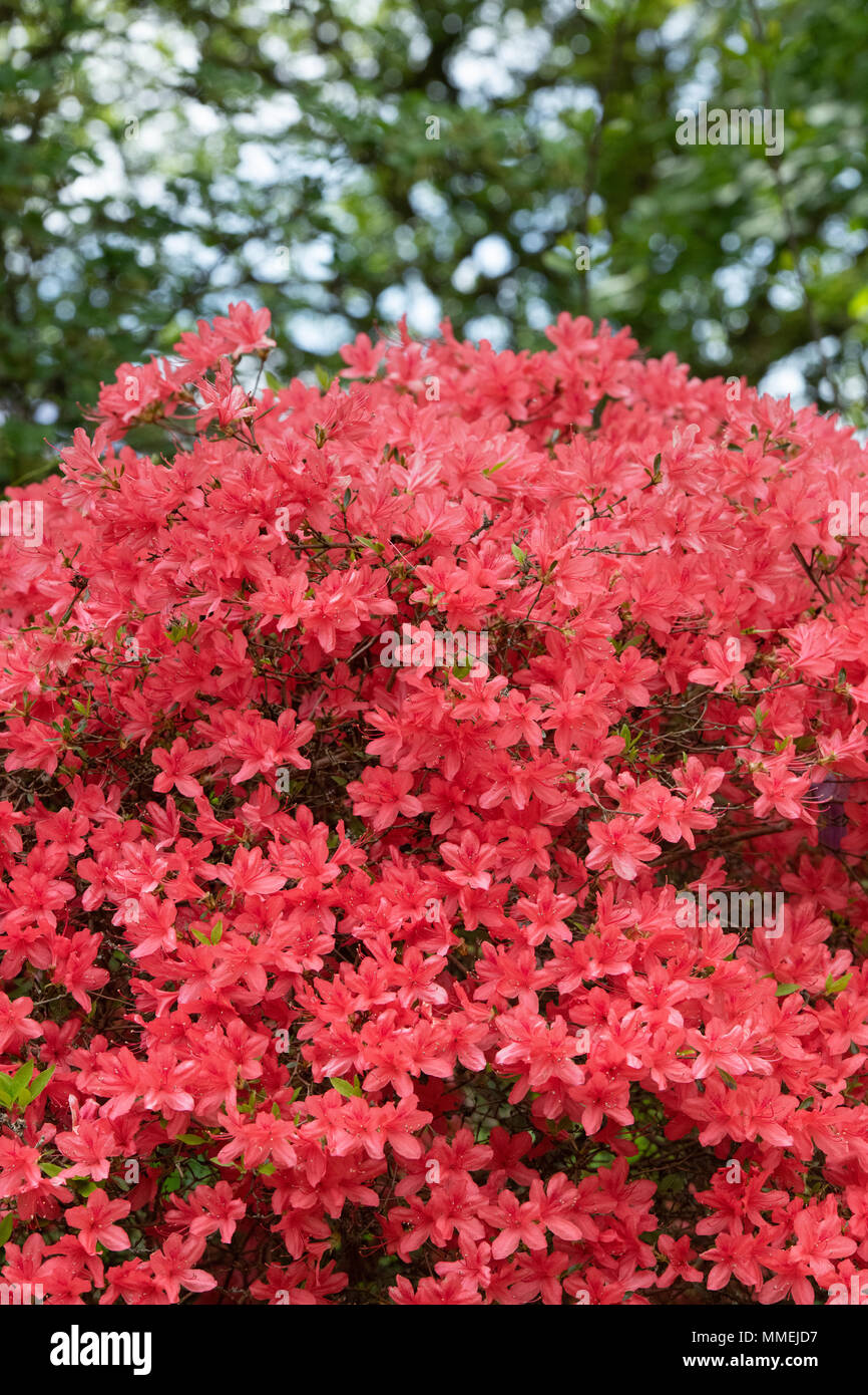 Rhododendron ‘Kaempferi’. Torch or Kaempfer azalea flowering in spring. UK Stock Photo
