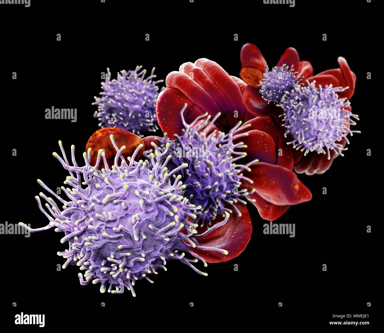 Activated T lymphocytes and red blood cells (RBCs). Coloured scanning electron micrograph (SEM) of activated T lymphocytes and RBCs from a human blood Stock Photo