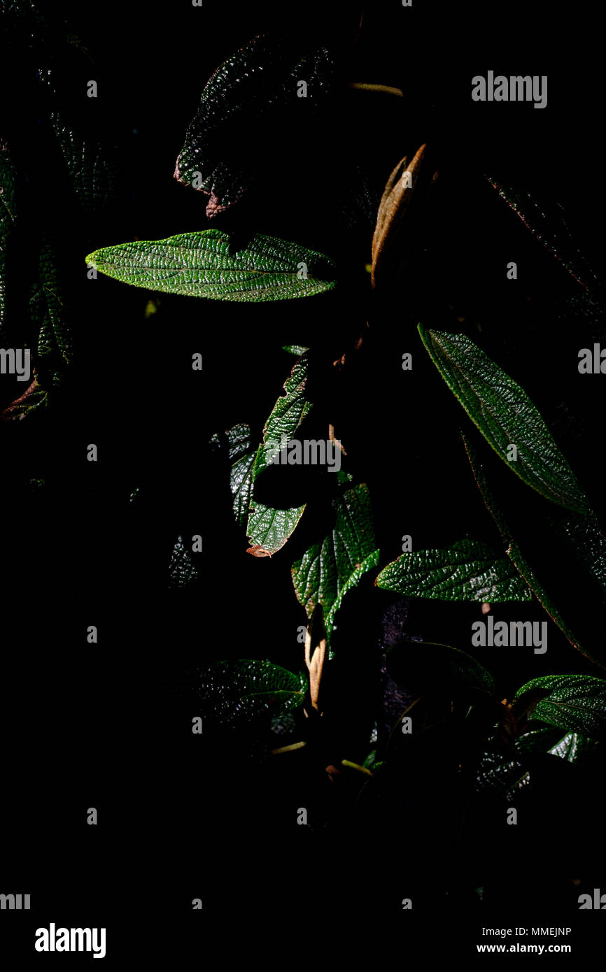 Sunlight beaming across plants in the shade Stock Photo