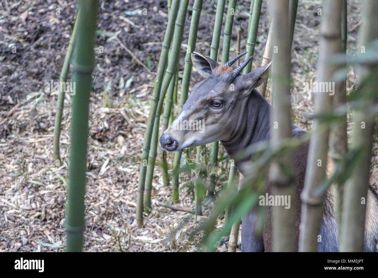 A yellow-backed duiker at the Nasheville Zoo. Stock Photo