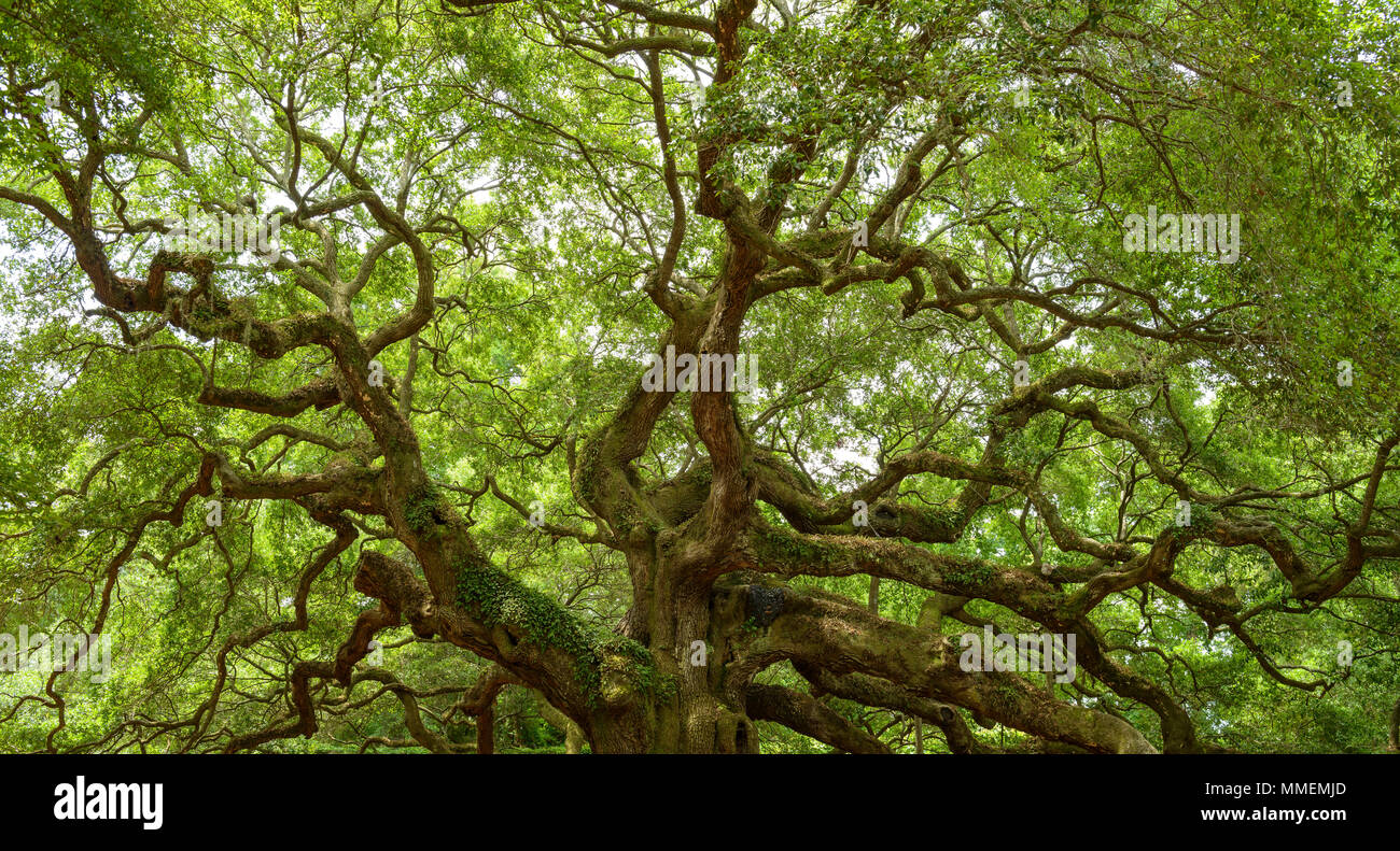 Angel Oak Tree - Full view of the Angel Oak Tree, on Johns Island near Charleston, South Carolina, USA. Stock Photo