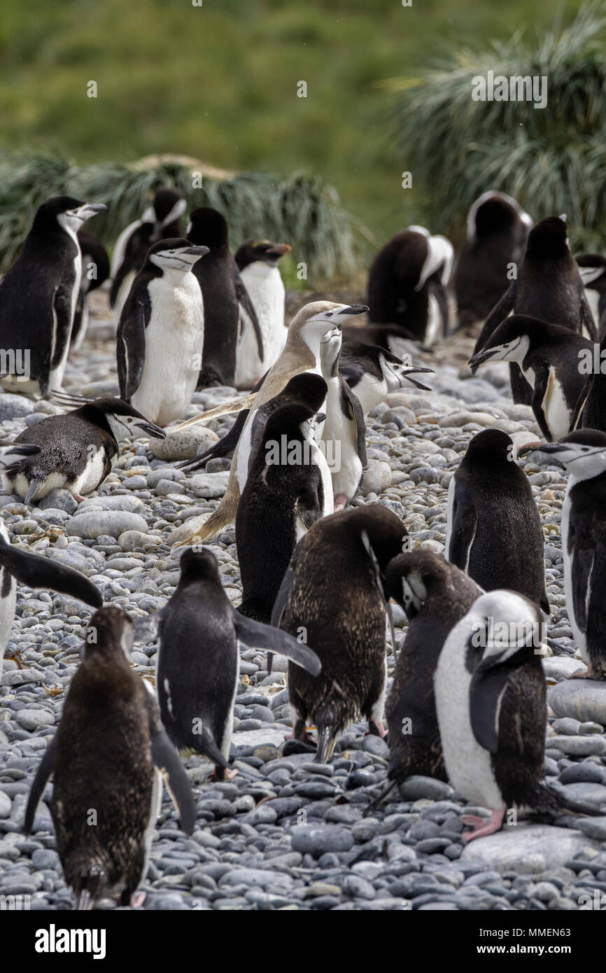 British Overseas Territory, South Georgia, Cooper Bay. Macaroni and chinstrap penguins on beach. One "blonde" chinstrap penguin. Stock Photo