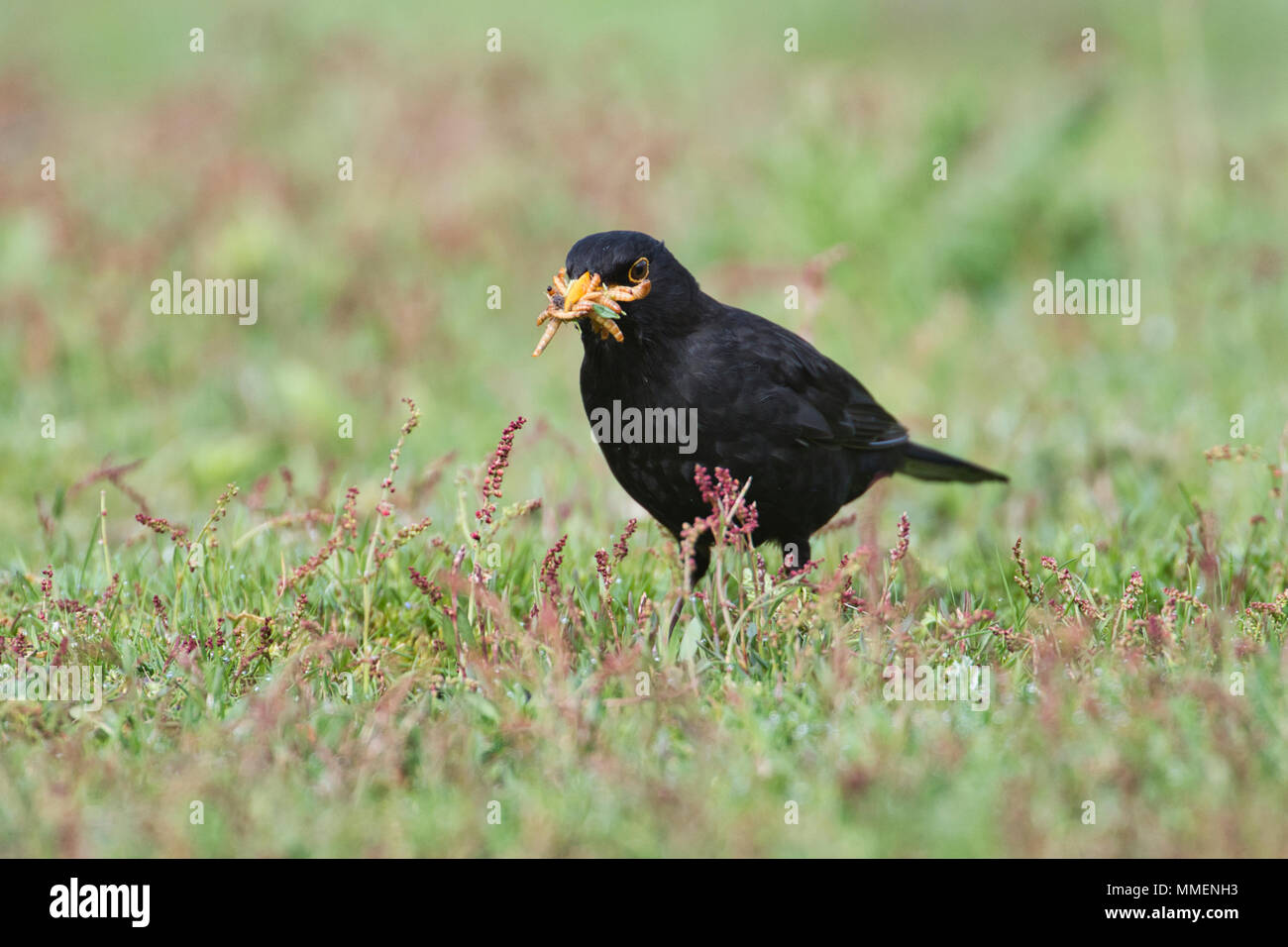 Male blackbird (Turdus merula) gathering invertebrate food for chicks Stock Photo