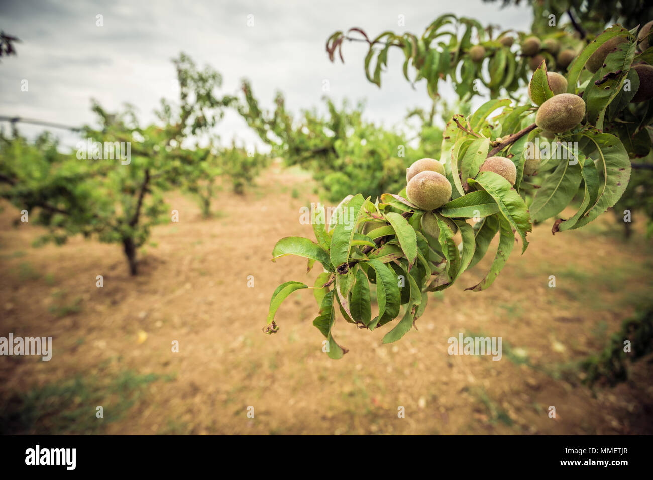 Close-up of a branch with unripe peaches. Peach orchard in the background. Fruit farming Stock Photo
