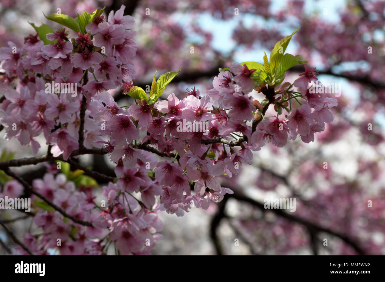 pink-cherry-blossoms-prunus-serrulata-in-bloom-in-japan-during-sakura