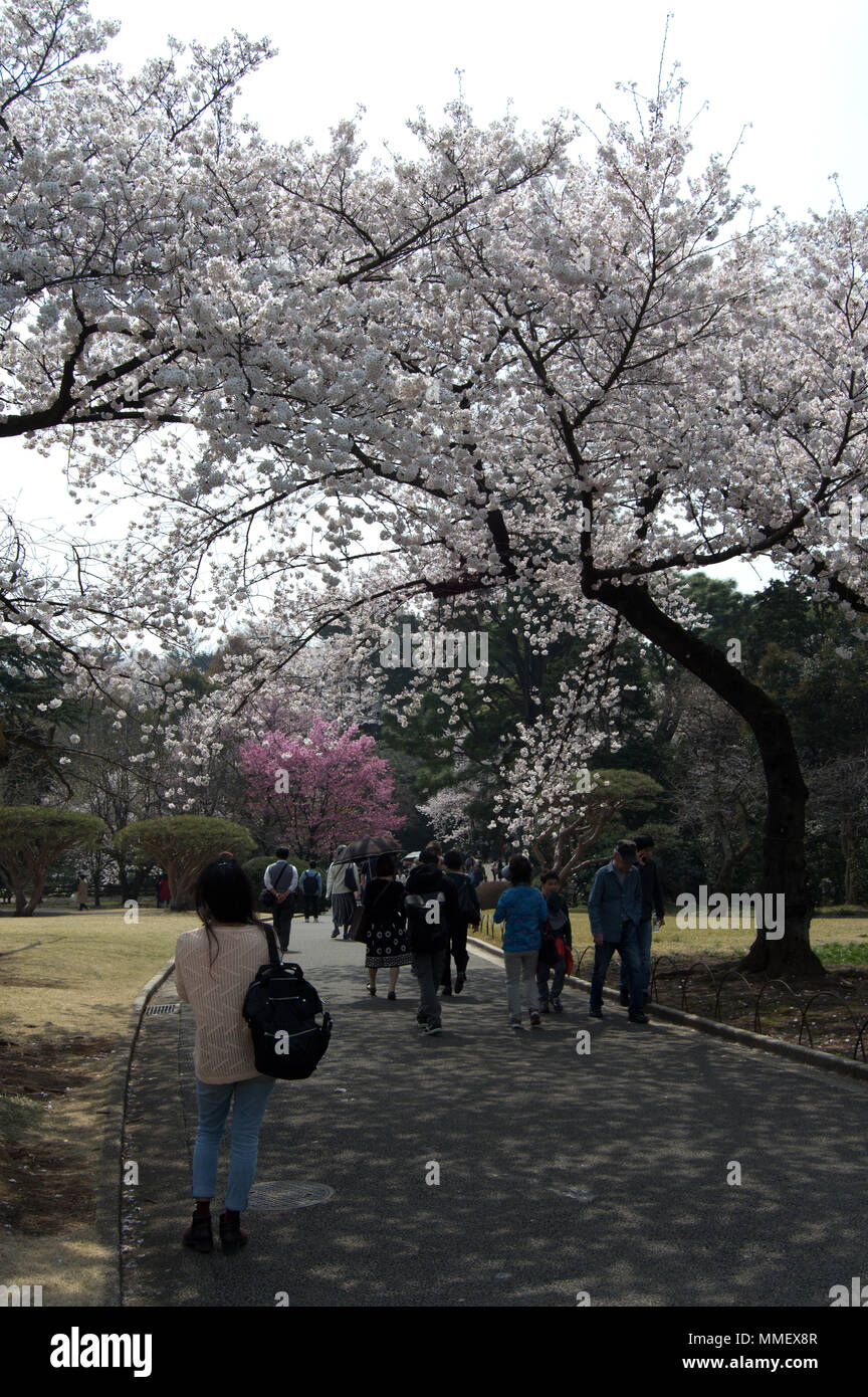Cherry blossom trees in Shinjuku Gyoen National Garden in sakura season ...