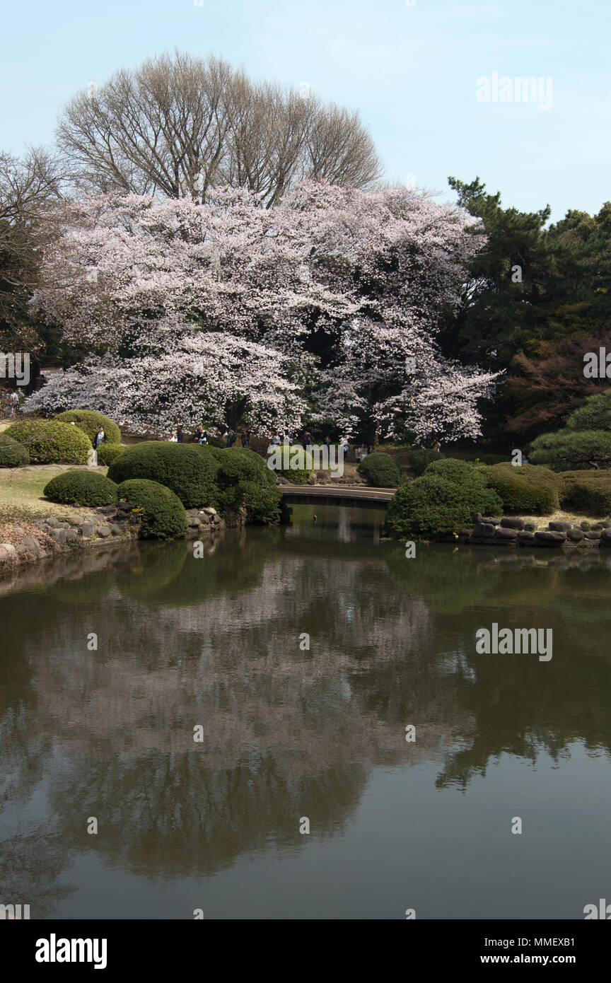 Cherry blossom trees in Shinjuku Gyoen National Garden in sakura season ...