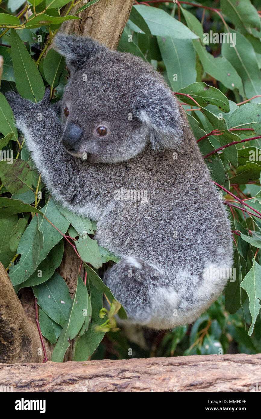 Koala clinging onto a branch Stock Photo - Alamy