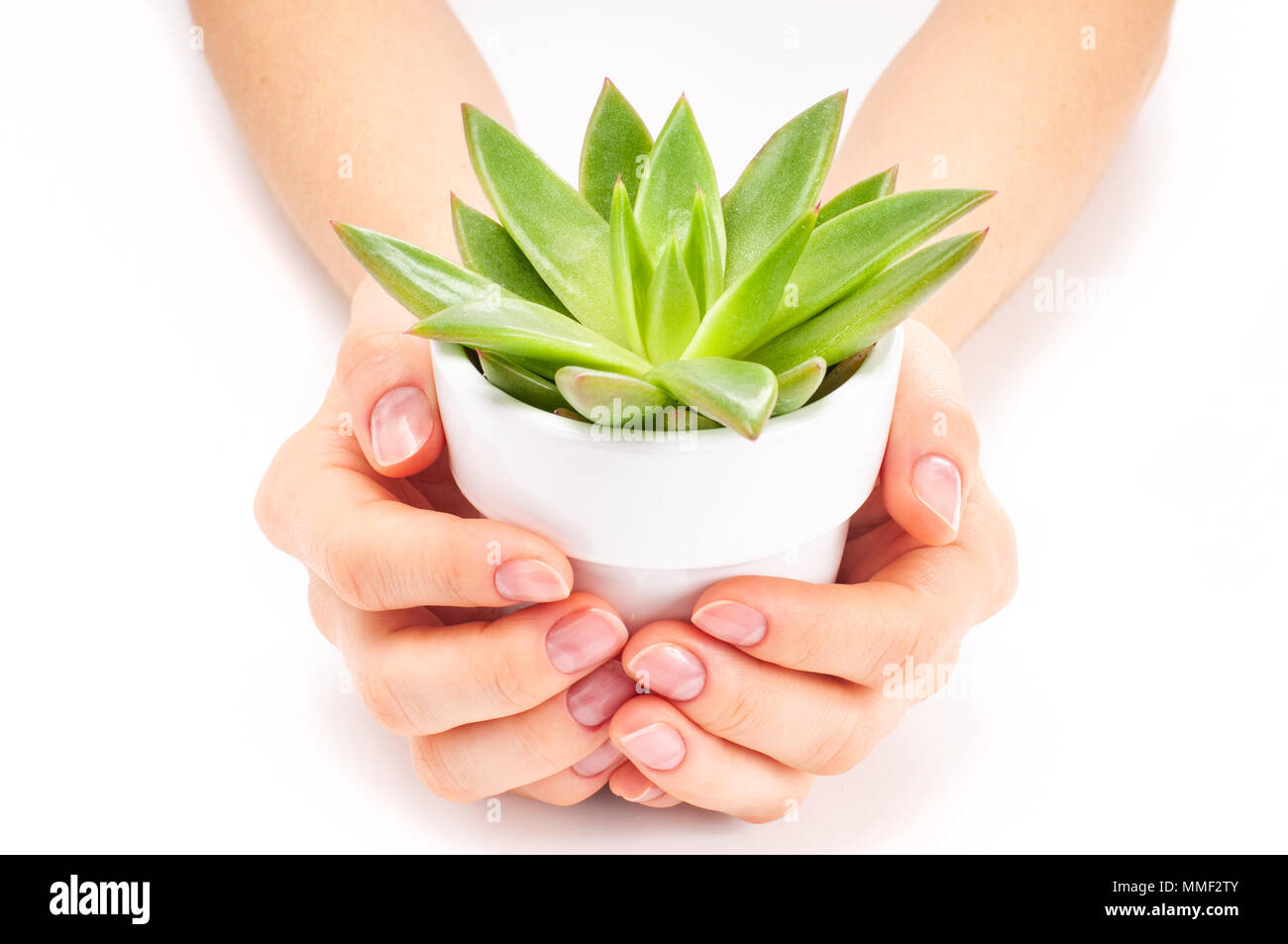 Beautiful houseplant in white flowerpot. Woman's hands holding succulent  plant Stock Photo - Alamy