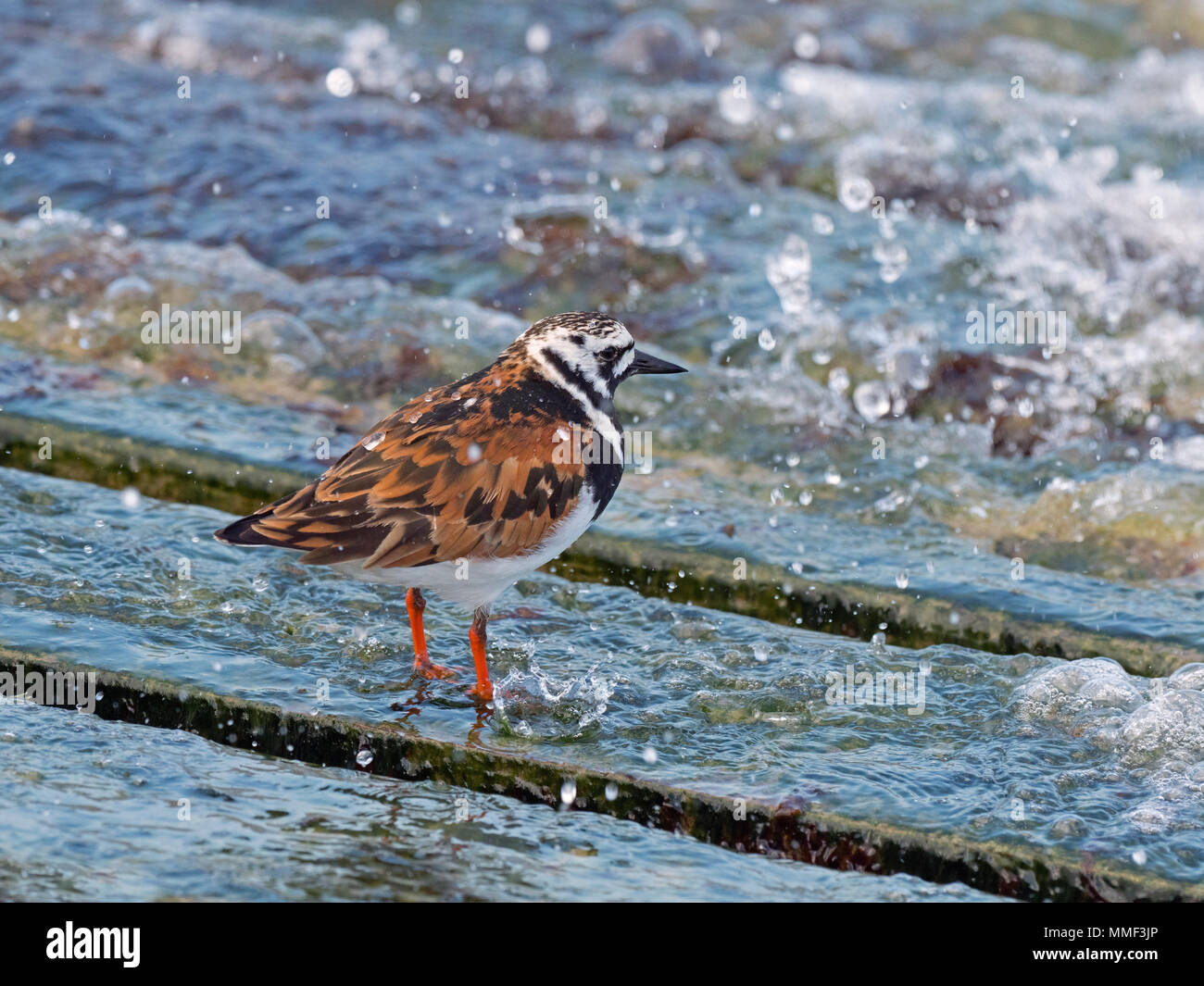 Turnstone Arenaria interpres in summer plumage about to migrate to breeding grounds Stock Photo