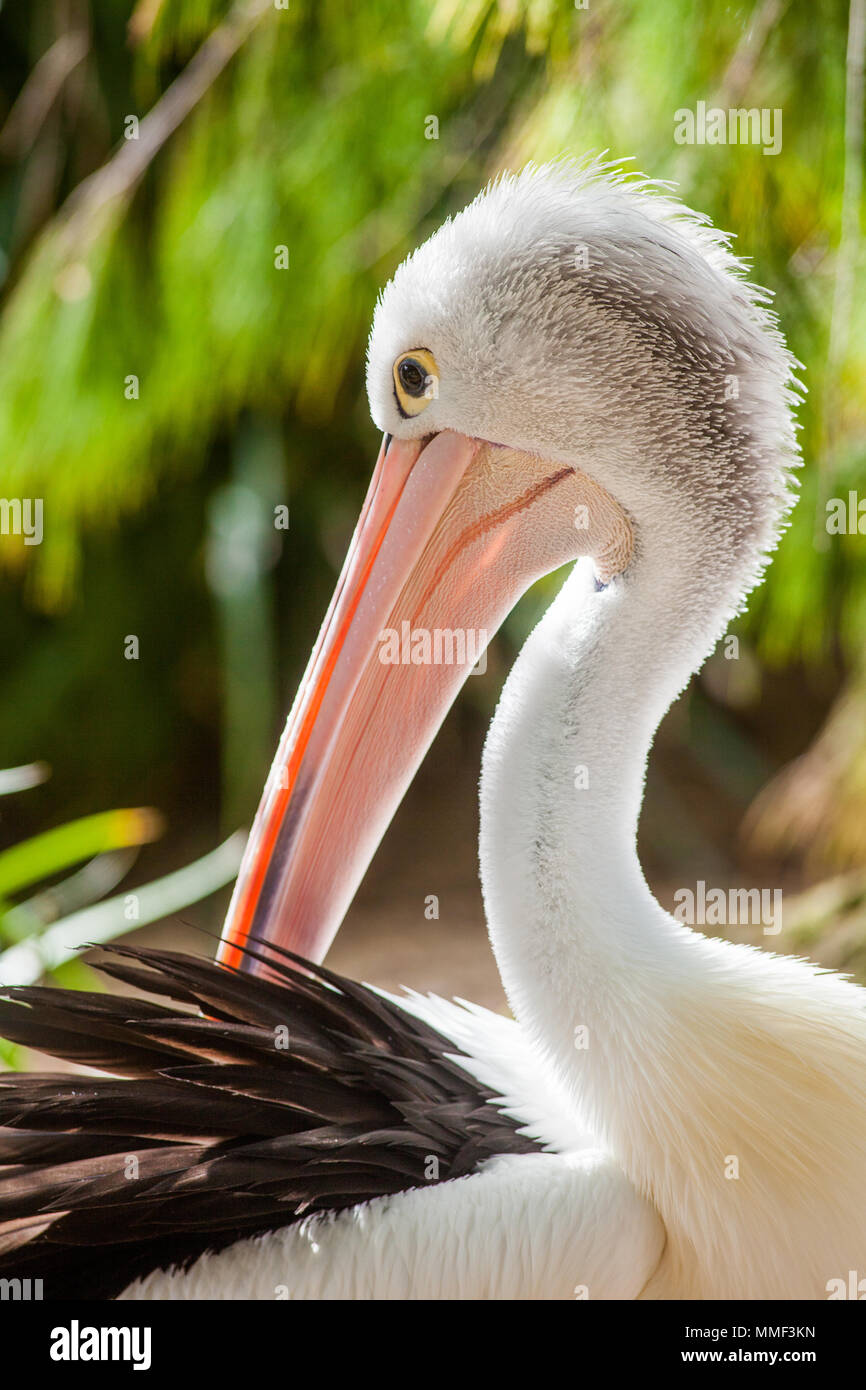 A close up of an australian pelican in adelaide south australia on 9th August 2012 Stock Photo