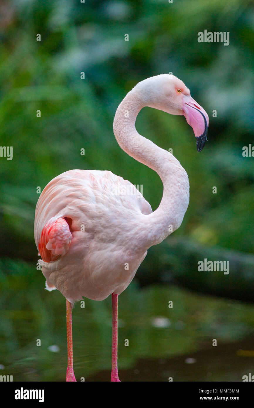 The iconic Greater pink flamingo at Adelaide Zoo on 9th August 2012 Stock Photo