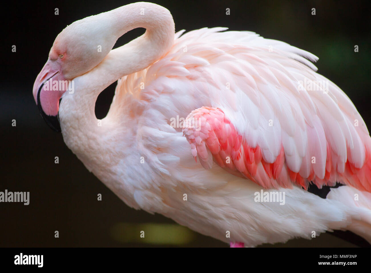 The iconic Greater pink flamingo at Adelaide Zoo on 9th August 2012 Stock Photo