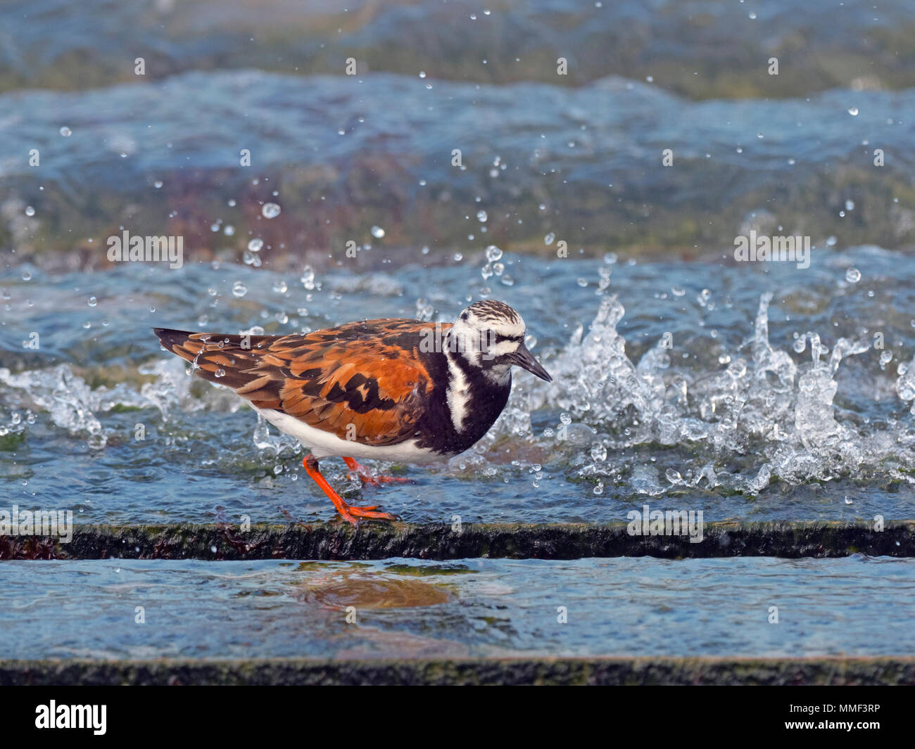 Turnstone Arenaria interpres in summer plumage about to migrate to breeding grounds Stock Photo