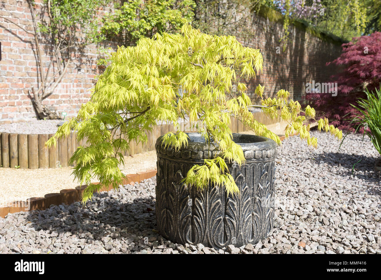 Acer palmatum or Japanese maple shrub growing in a container in an oramental garden with gravel surround. Stock Photo