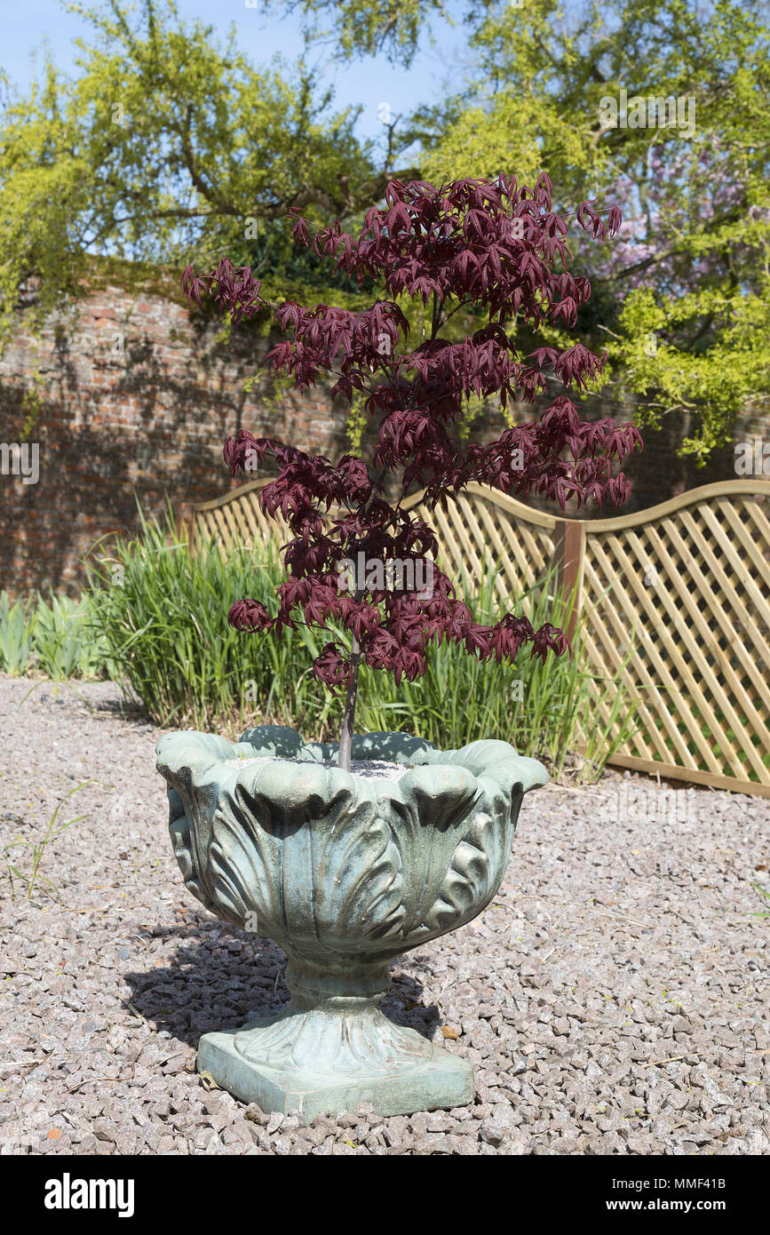 Acer palmatum or Japanese maple shrub growing in a container in an oramental garden with gravel surround. Stock Photo