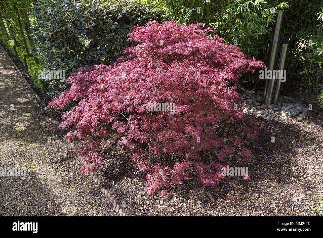 Acer palmatum or Japanese maple shrub growing  an oramental garden with gravel surround. Stock Photo