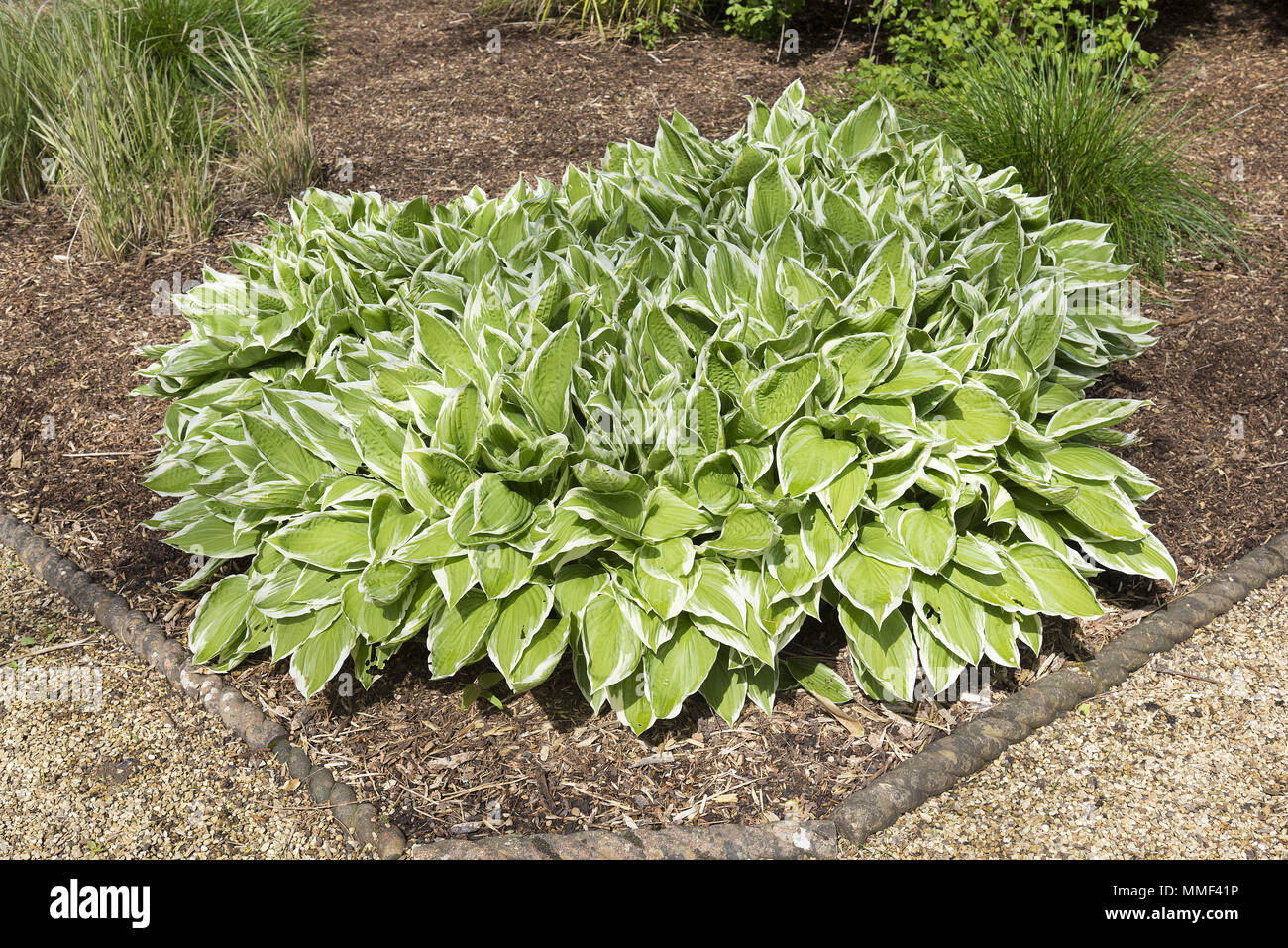 Variegated hosta plant in a corner of a landscaped garden. Ideal for a shady area. Stock Photo