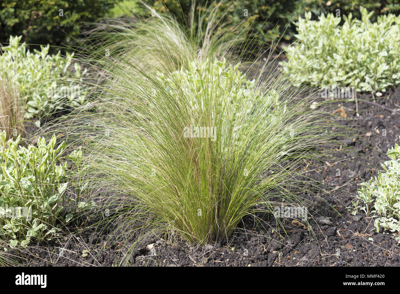 Ornamental grasses and variegated thyme set out in a pattern. Stock Photo