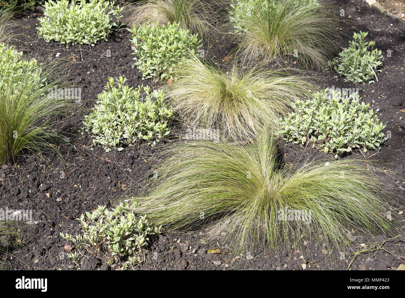 Ornamental grasses and variegated thyme set out in a pattern. Stock Photo