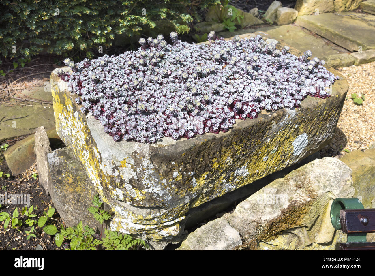 Small stone trough container full of purple flowering saxifrage alpine plants. Stock Photo