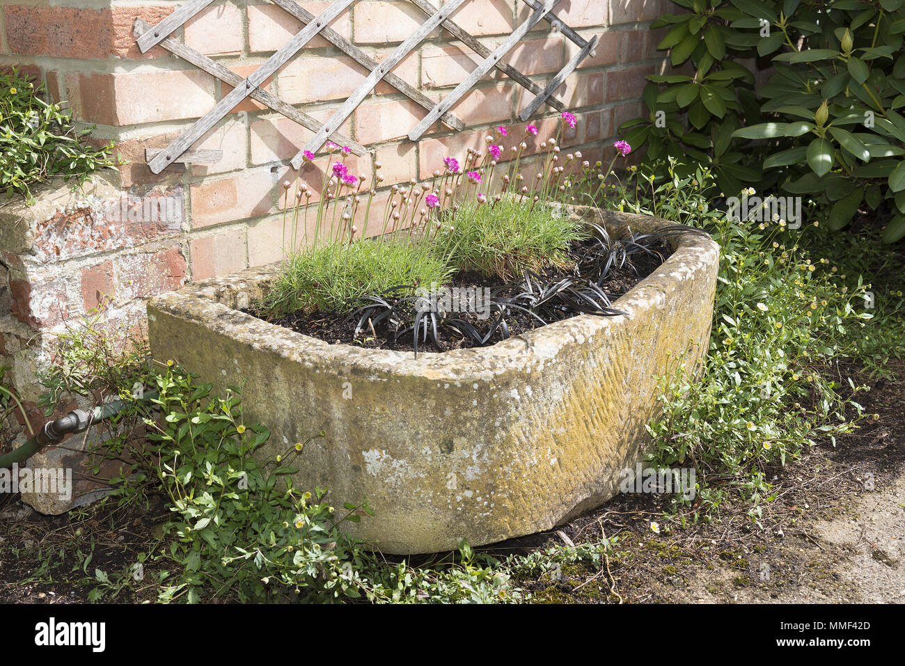Stone trough container with pink armeria alpine plants and black ornamental grasses. Stock Photo