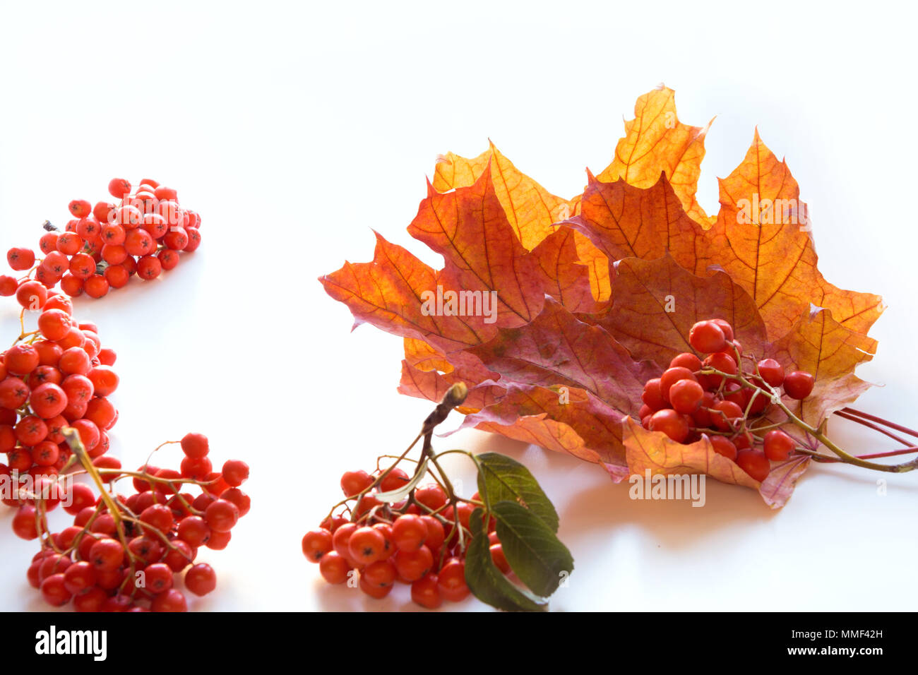 Autumn maple leaf isolated on white background Stock Photo - Alamy
