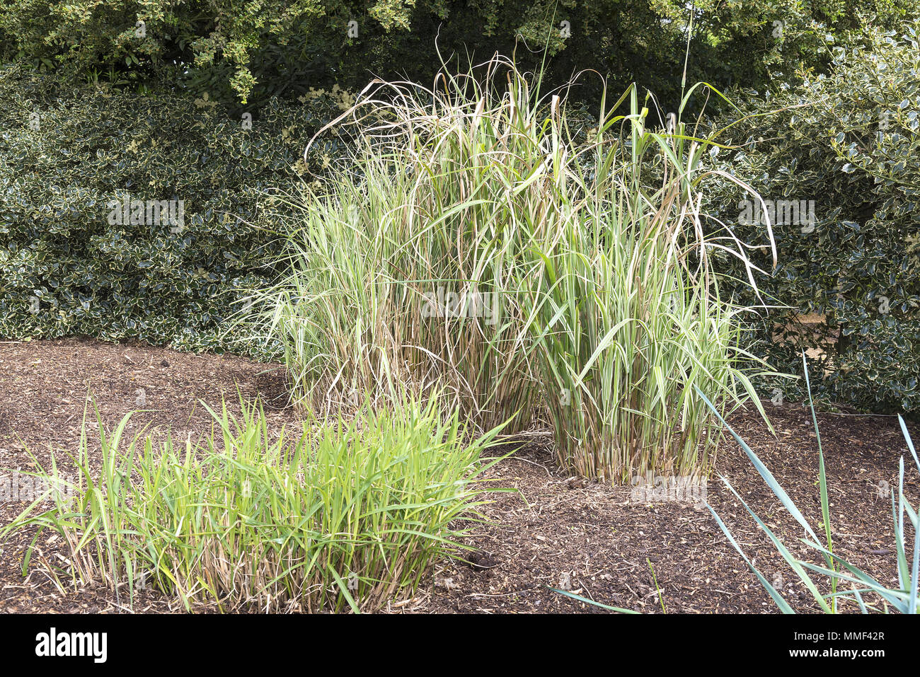 Tall variegated grasses as a feature in a lanscaped garden. Stock Photo