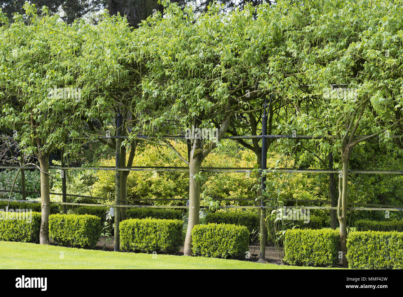 Laburnum trees and box shrubs forming a formal walk way Stock Photo