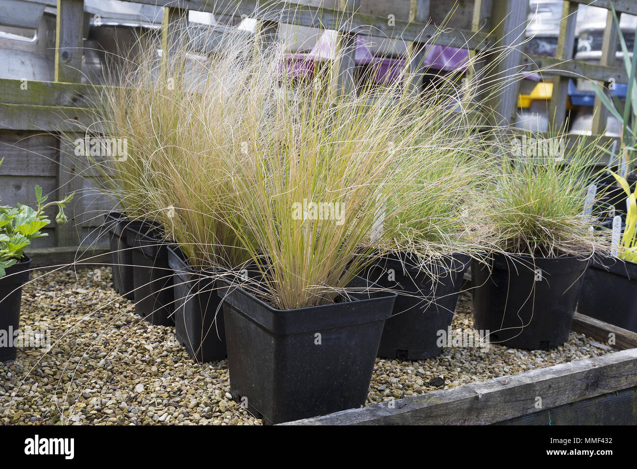Ornamental grasses growing in pots ready to be planted into the garden. Stock Photo