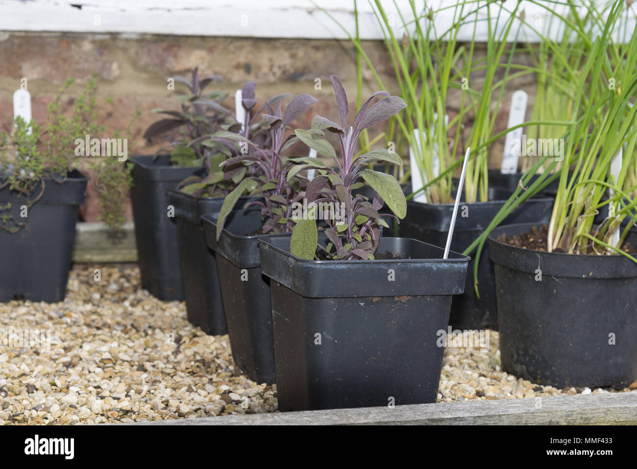 Purple sage plants in black plastic pots ready for planting in the garden. Stock Photo