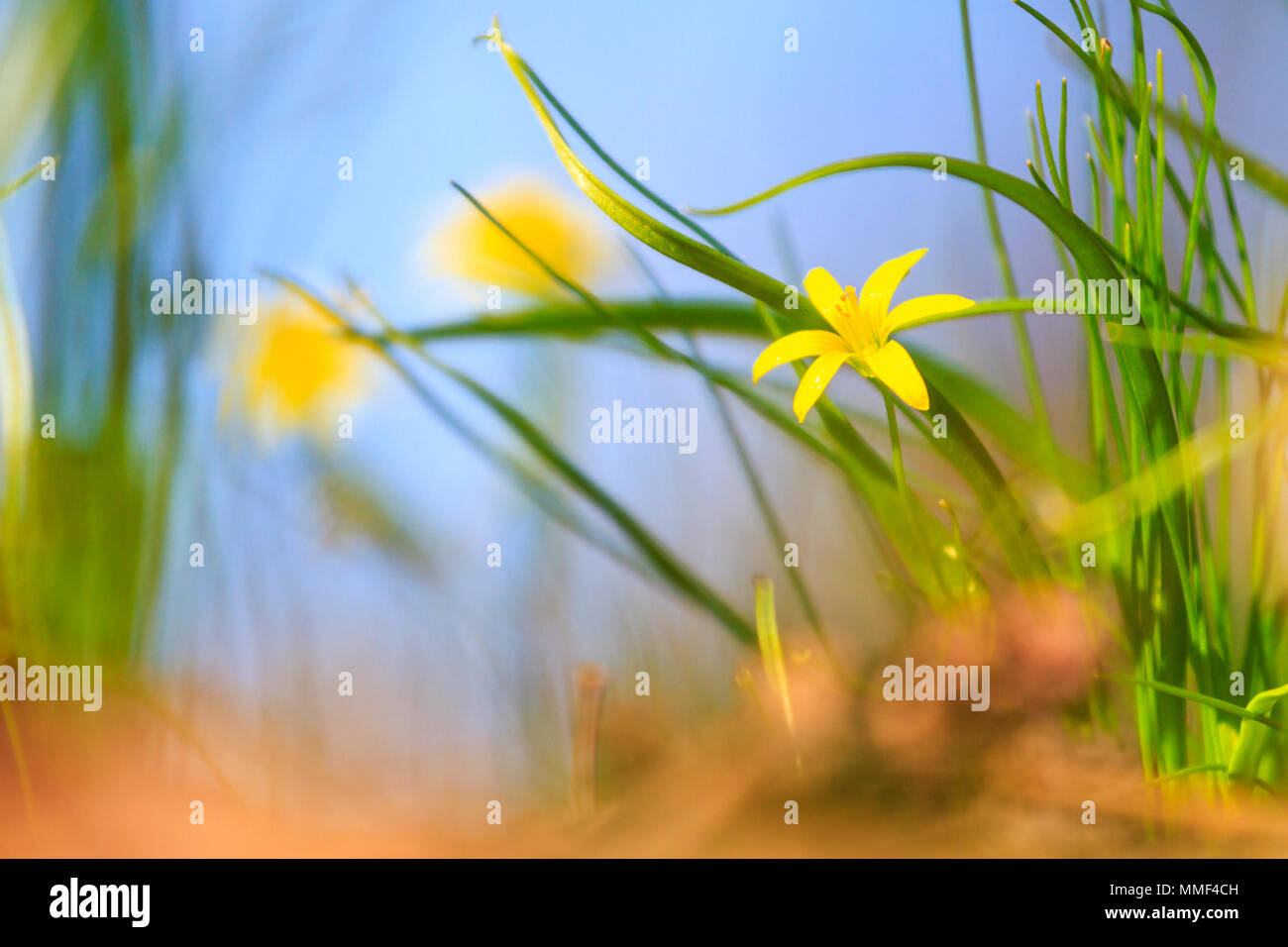 yellow forest flowers , spring season, beauty Stock Photo