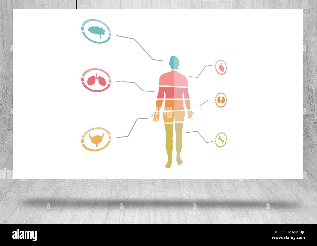 Educational Human Body Chart On Hanging Card Stock Photo Alamy educational-human-body-chart-on-hanging-card-stock-photo-alamy