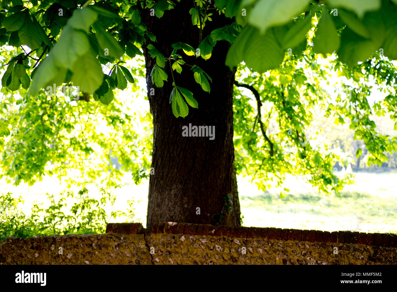 Tree behind wall Stock Photo Alamy
