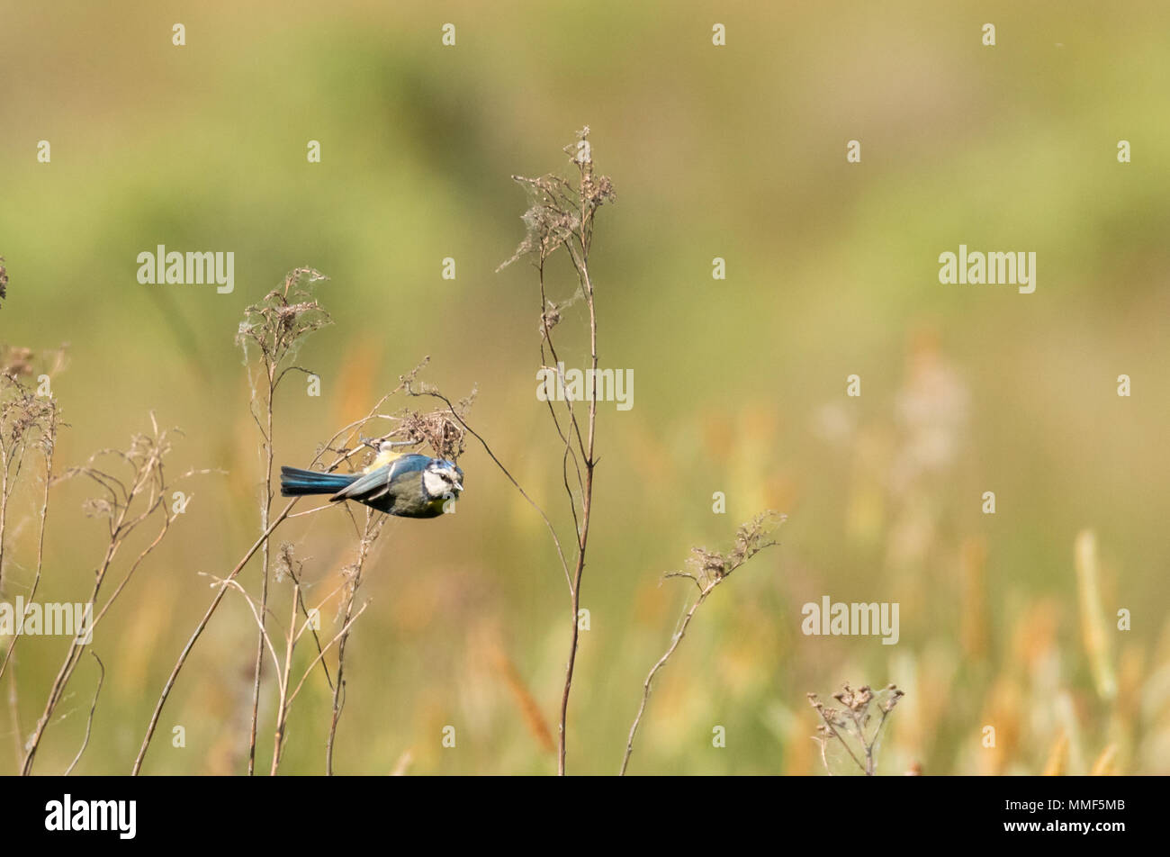 great tit hanging in long grass Stock Photo - Alamy