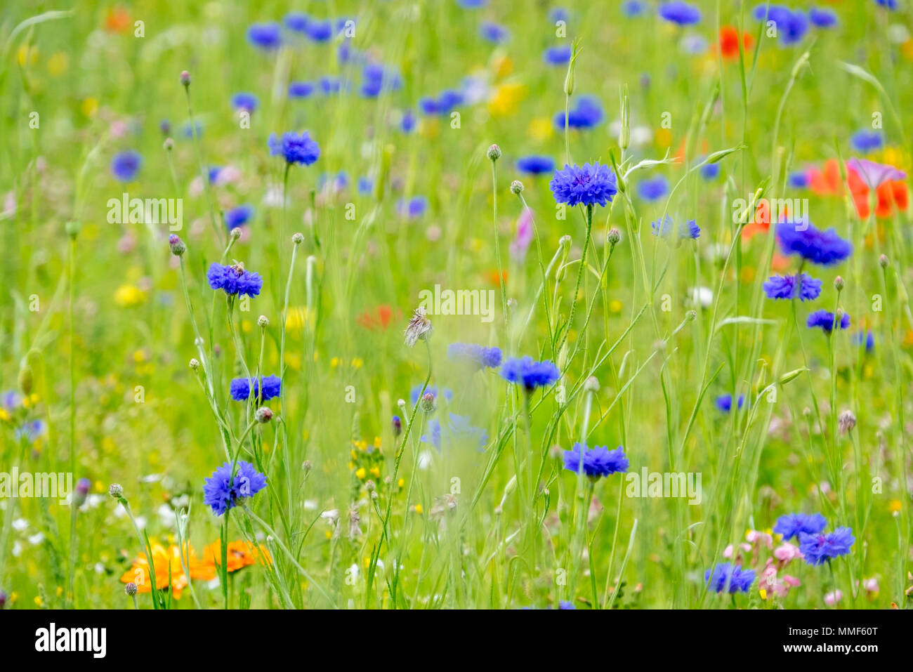 meadow of cornflowers Stock Photo
