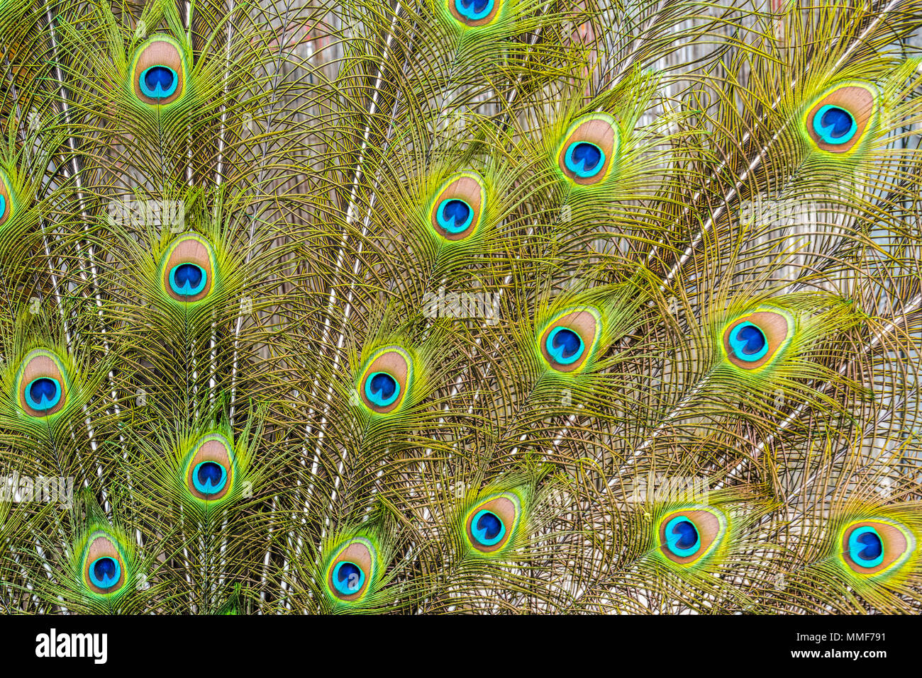 Colorful peacock feathers background - detail, wallpaper Stock Photo - Alamy