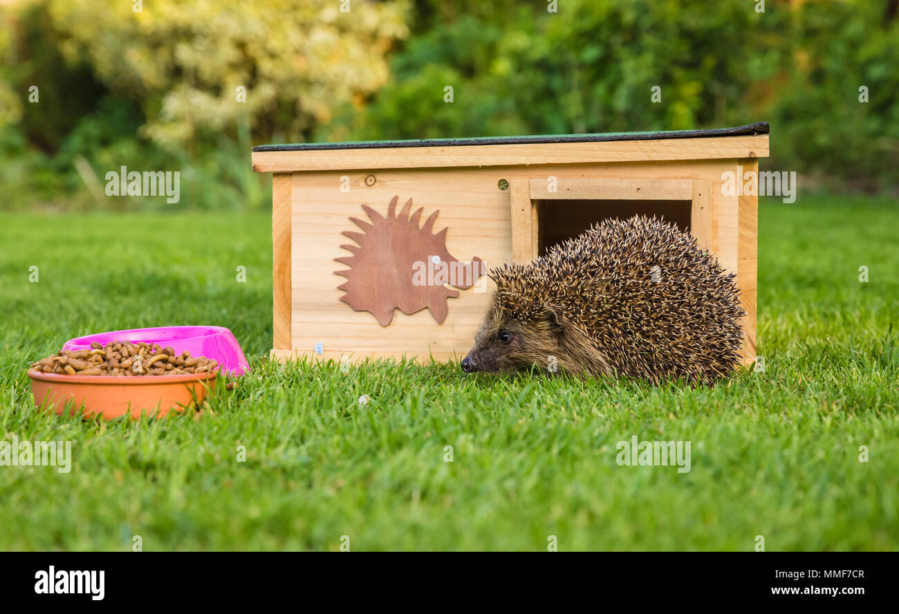 Hedgehog, native, wild European Hedgehog on green grass with hedgehog house, facing left.  Erinaceus europaeus Stock Photo