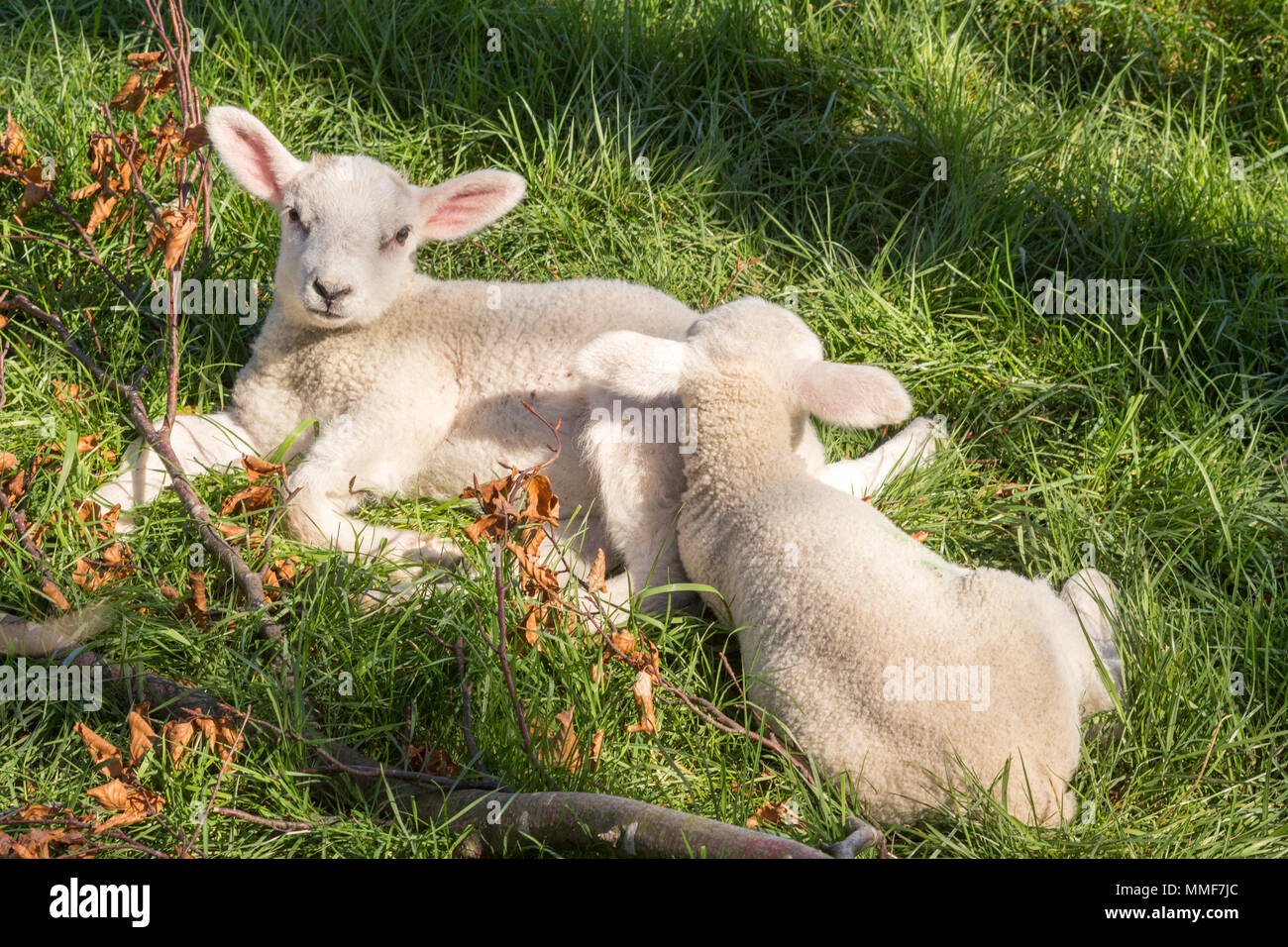 Relaxing lambs in the spring sunshine Stock Photo - Alamy