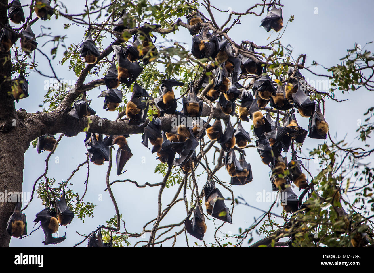 Bat hanging on a tree branch Malayan bat Also known as large flying