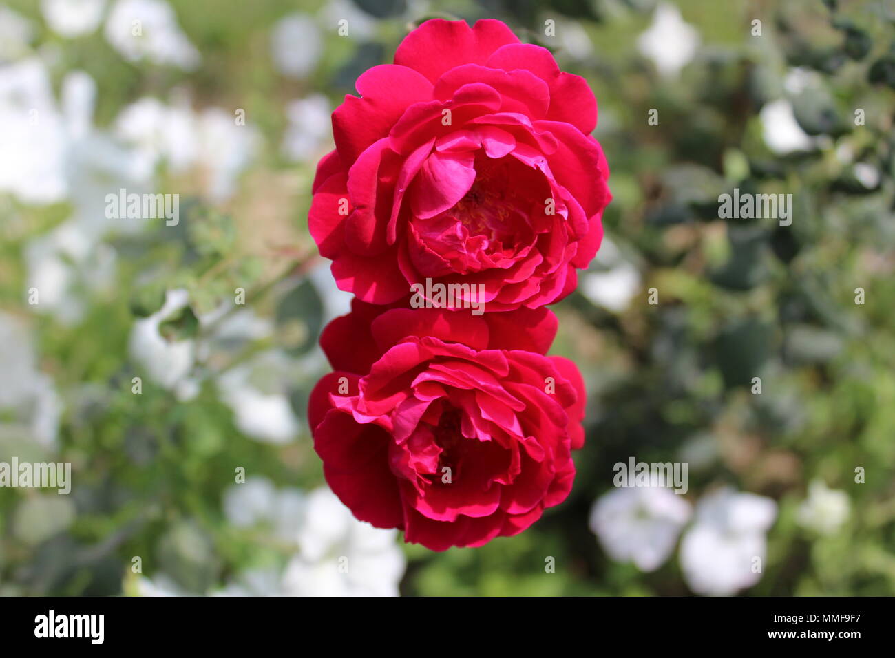 Roses 8 Roses Two red roses in a garden resembling the digit '8' Stock Photo - Alamy