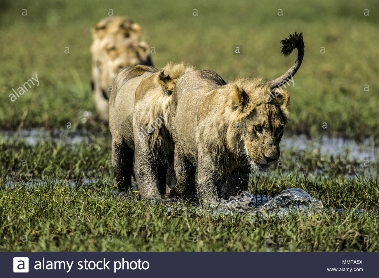 Pride Of Lions Stock Photos & Pride Of Lions Stock Images - Alamy