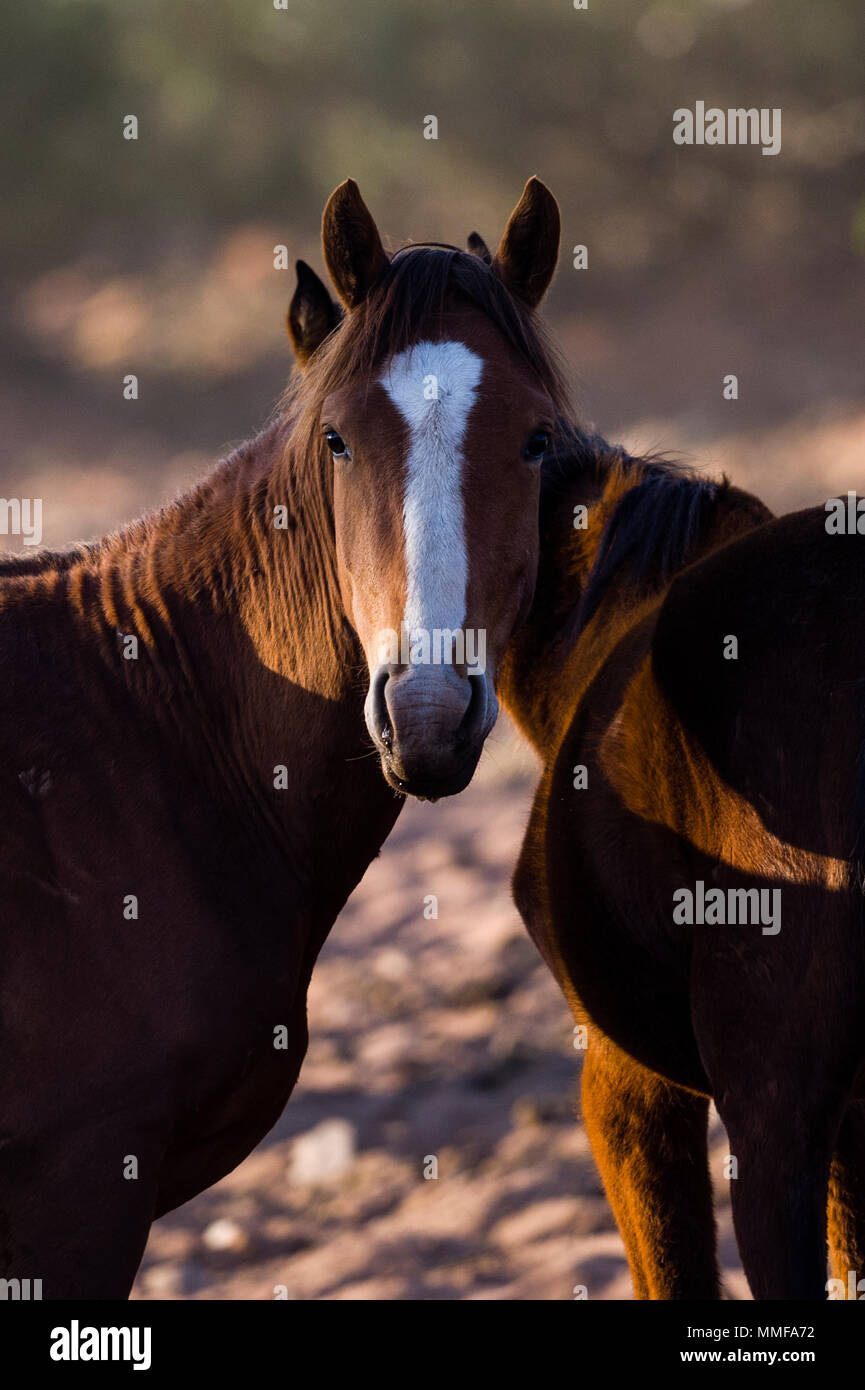 Dawn rises over the desert and a wild horse known as a brumby. Stock Photo