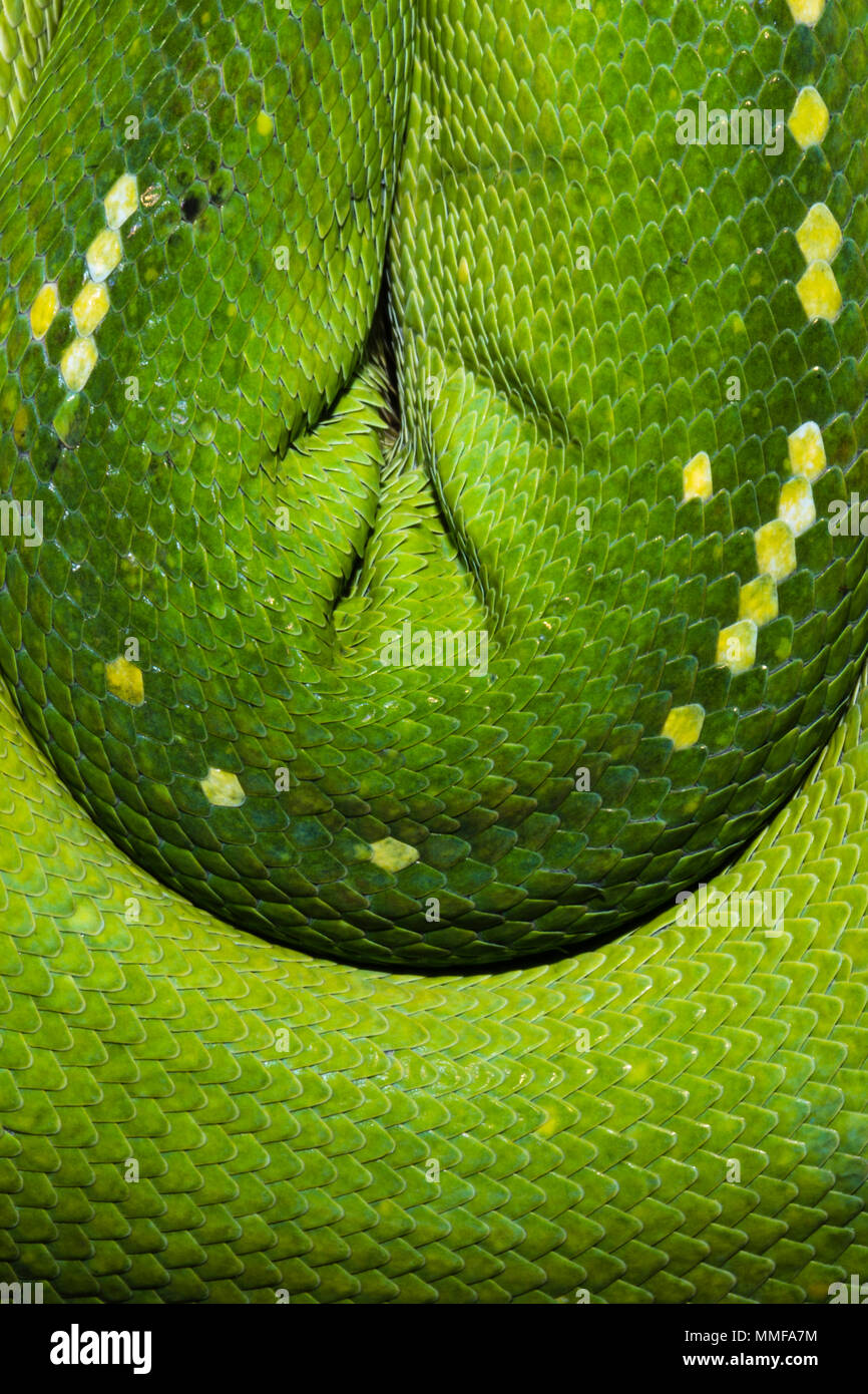 The emerald coils and scales of a Green Tree Python hanging over a branch. Stock Photo