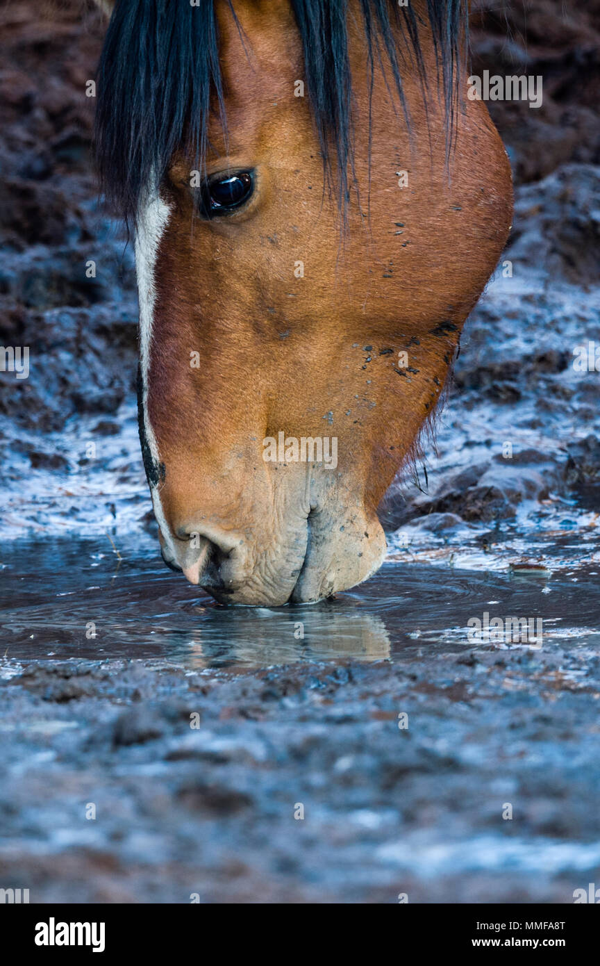 Wild horses known as Brumby's drink from a dwindling desert waterhole in the outback. Stock Photo