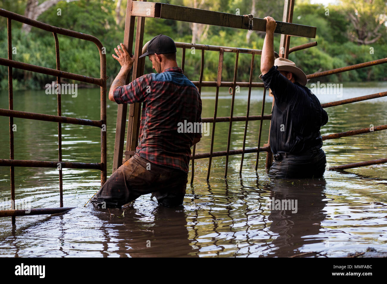 Trappers build a cage in a billabong to trap a large Saltwater Crocodile. Stock Photo